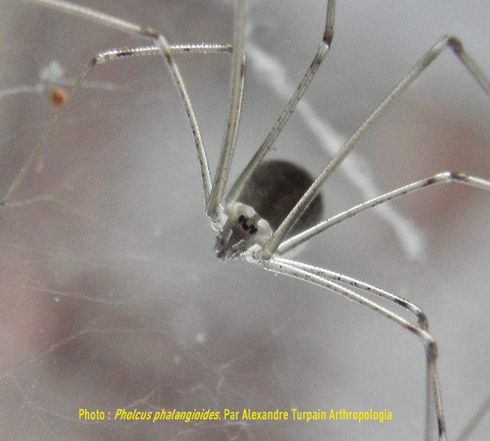 Pholcus%20phalangioides%20le%CC%81gende%CC%81